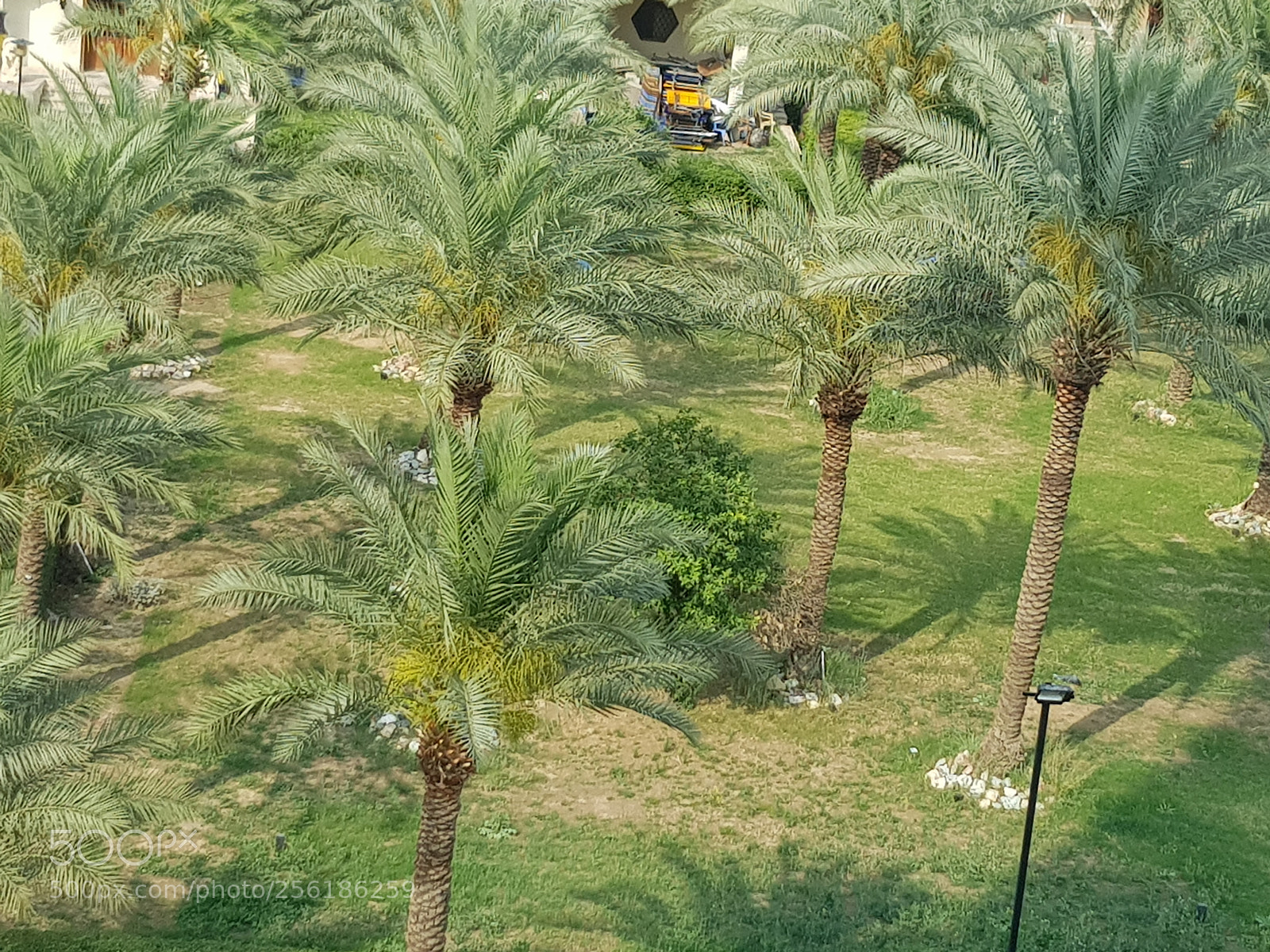 Samsung Galaxy S8 sample photo. Palm trees photography