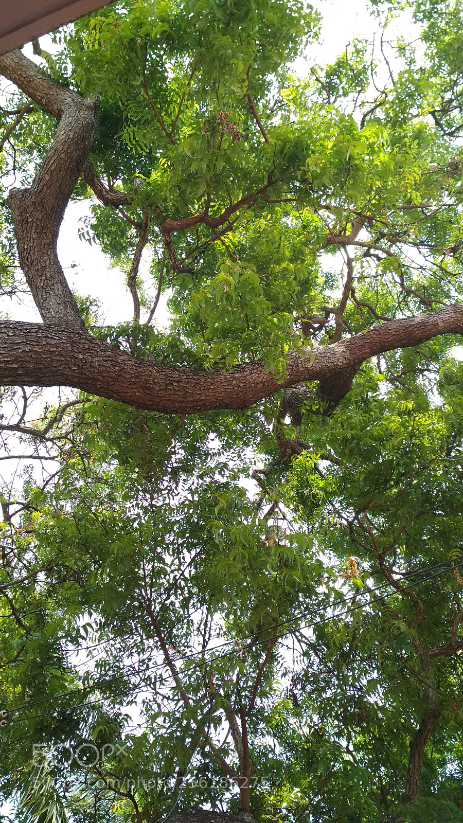 Xiaomi Redmi 4 Pro sample photo. Untitled photography