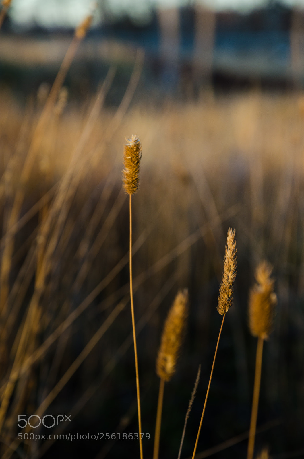 Nikon D5100 sample photo. Destacado photography