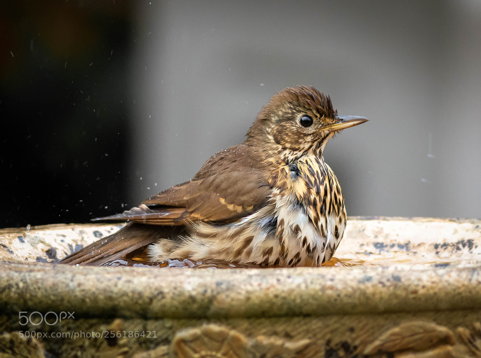 Canon EOS 70D sample photo. Song thrush photography