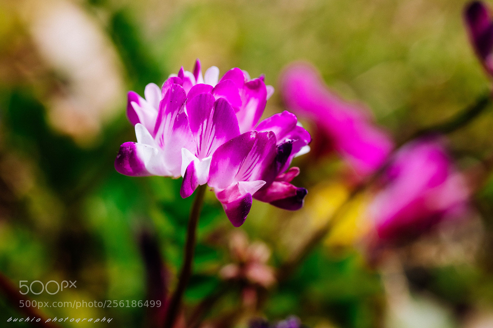 Olympus OM-D E-M1 Mark II sample photo. Chinese milk vetch photography