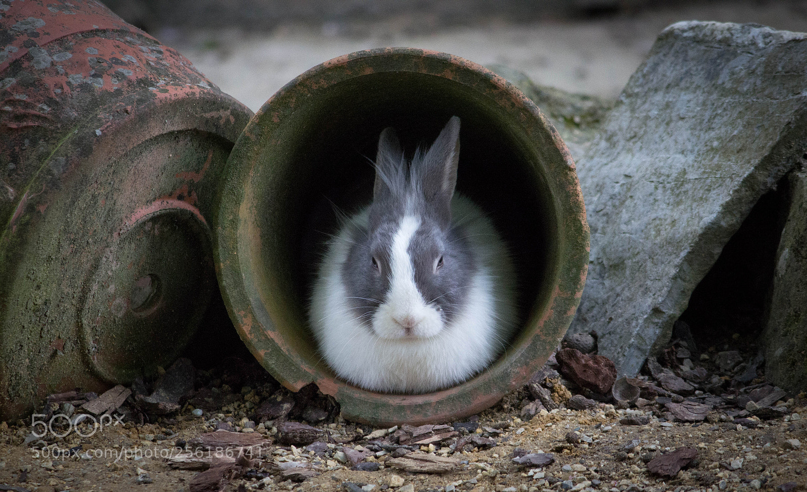 Canon EOS 600D (Rebel EOS T3i / EOS Kiss X5) sample photo. Lapin photography