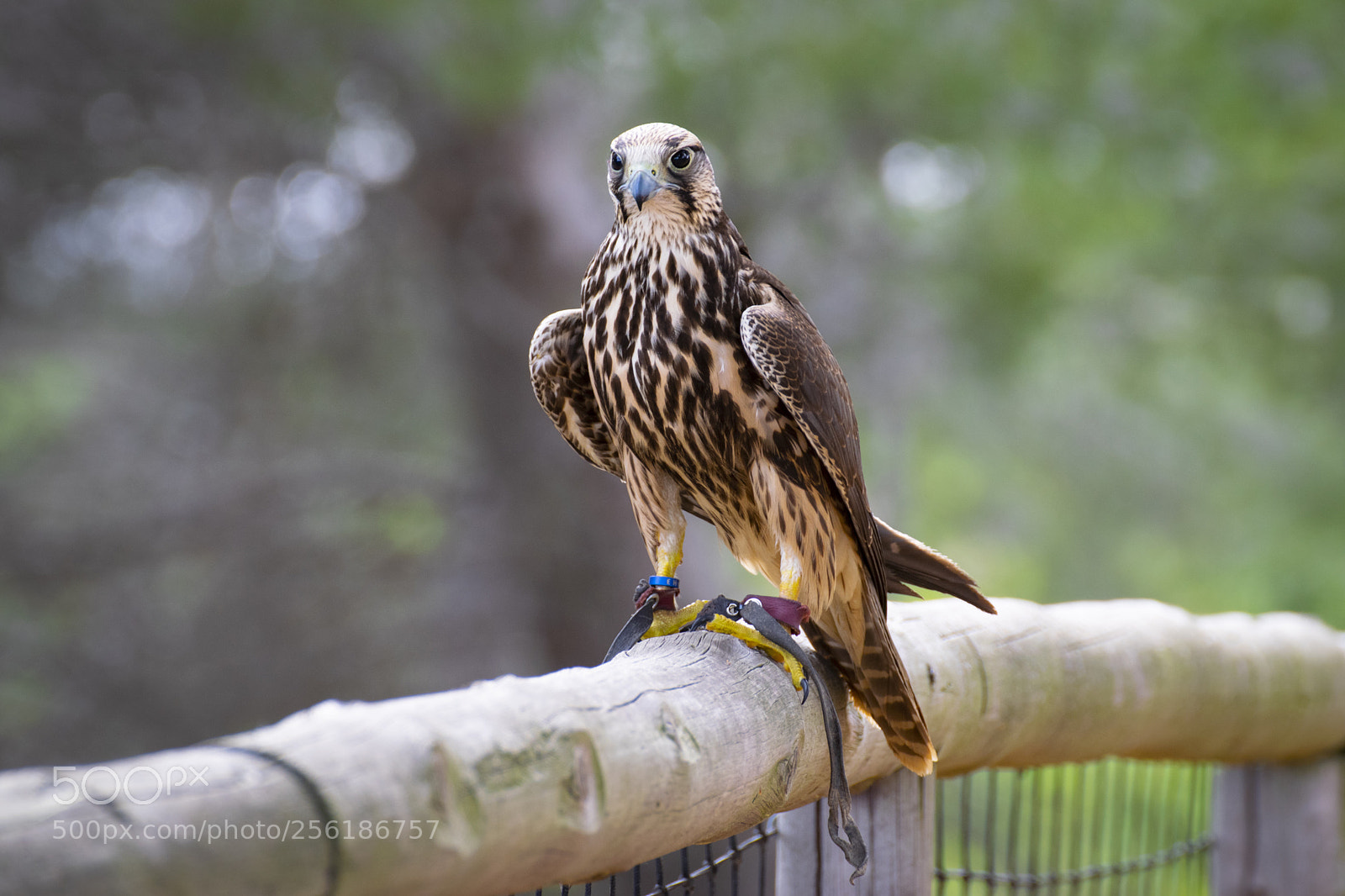 Nikon D5300 sample photo. Falcon - cim d photography