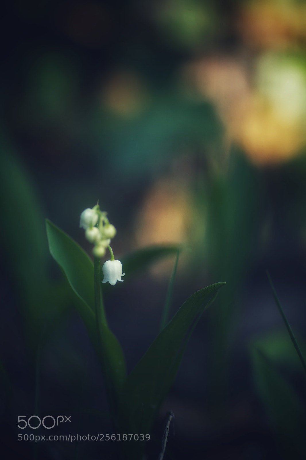 Pentax K-S2 sample photo. Muguet photography