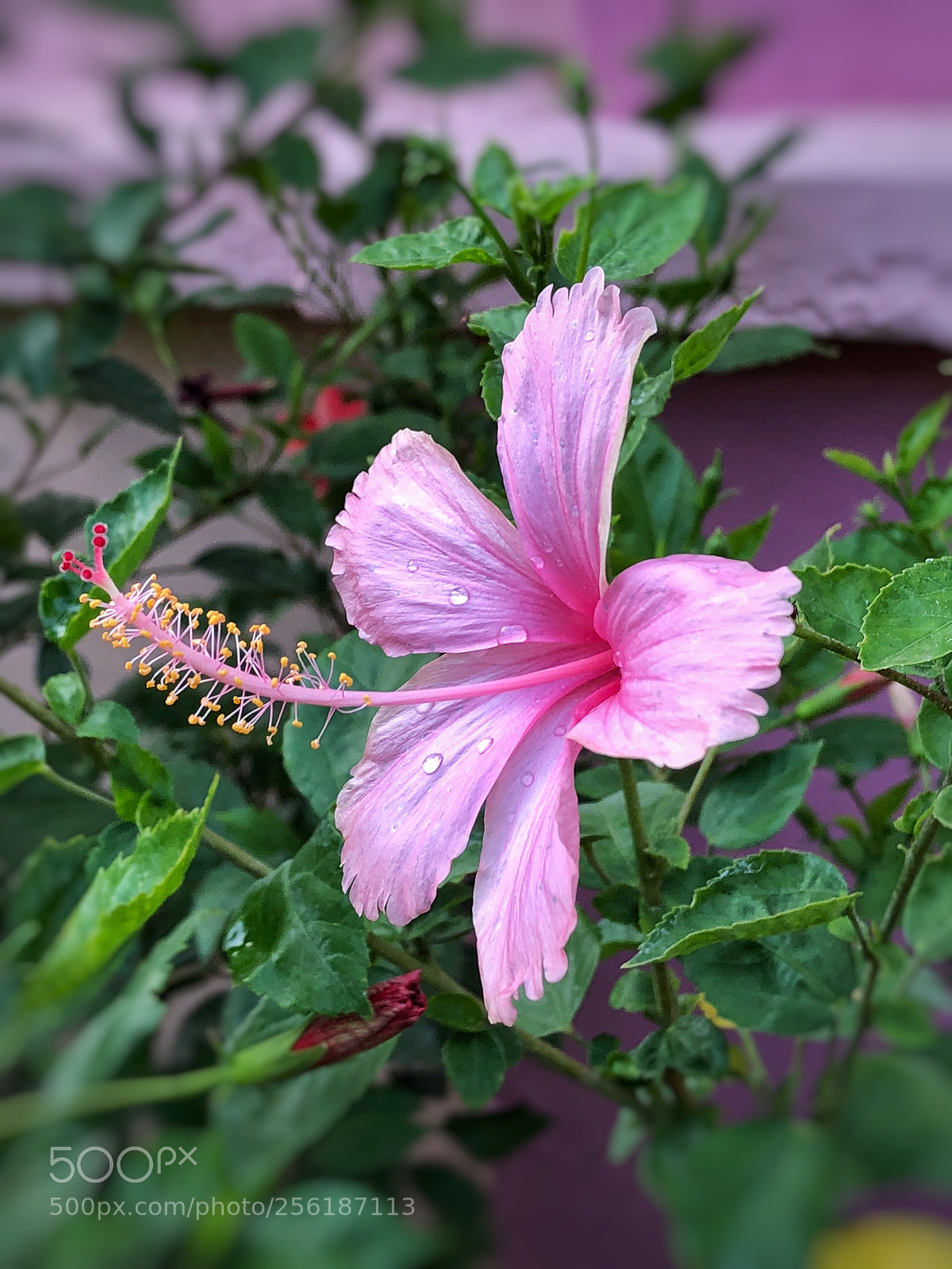 Apple iPhone 8 Plus sample photo. Serenity hibiscus pink flower photography
