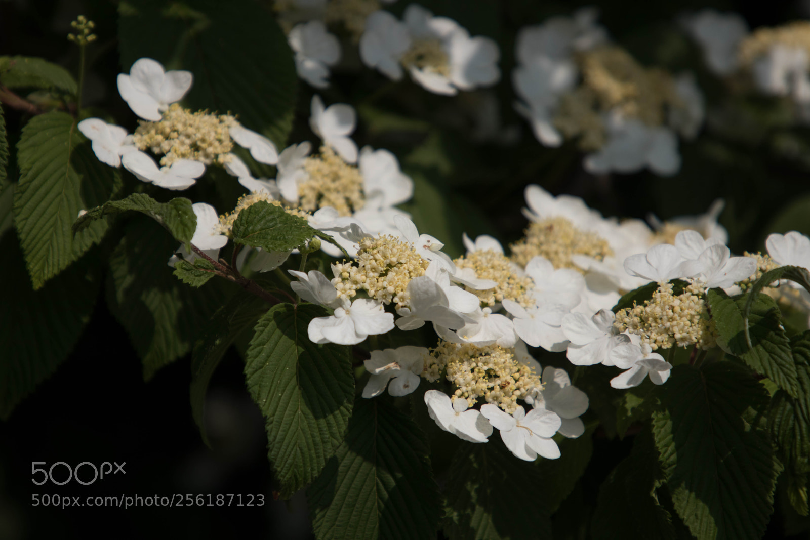 Canon EOS 80D sample photo. Sigurtà+ borghetto photography