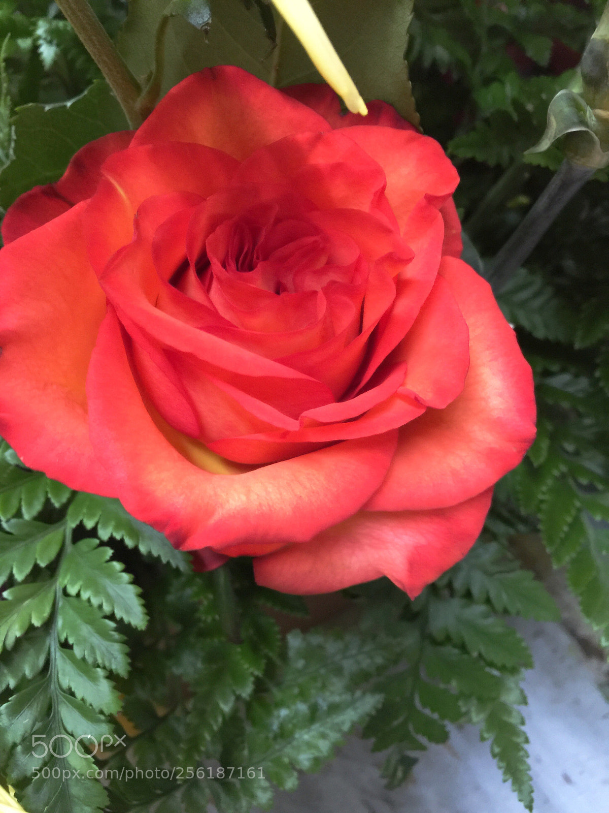 Apple iPhone 6 Plus sample photo. Today’s flower ?  photography