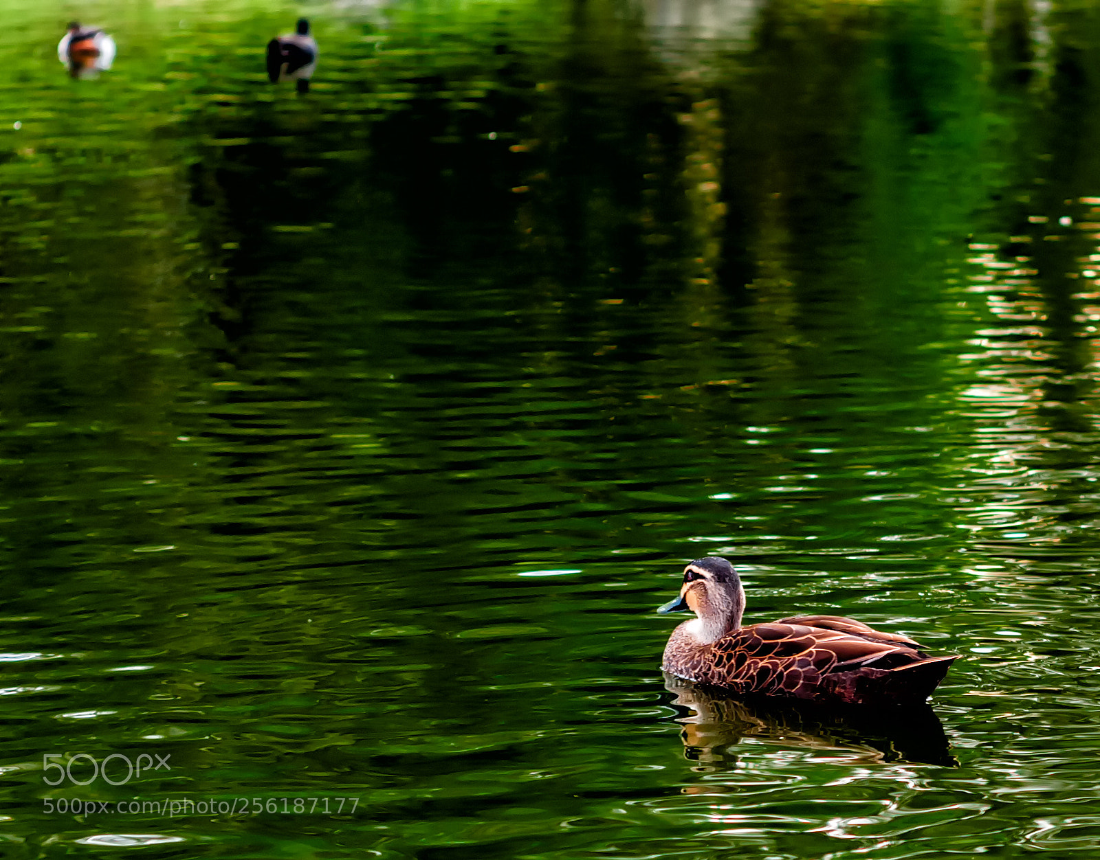 Nikon D90 sample photo. Duck on water photography