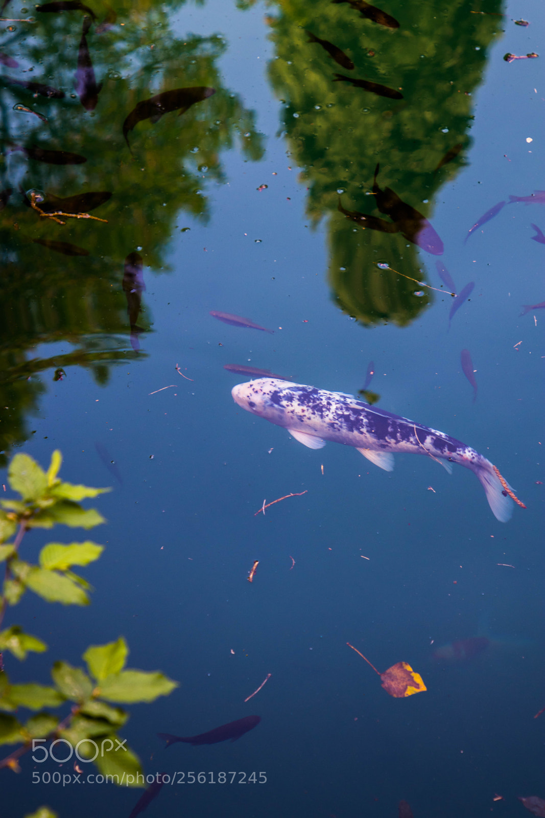 Canon EOS 80D sample photo. Sigurtà+ borghetto photography
