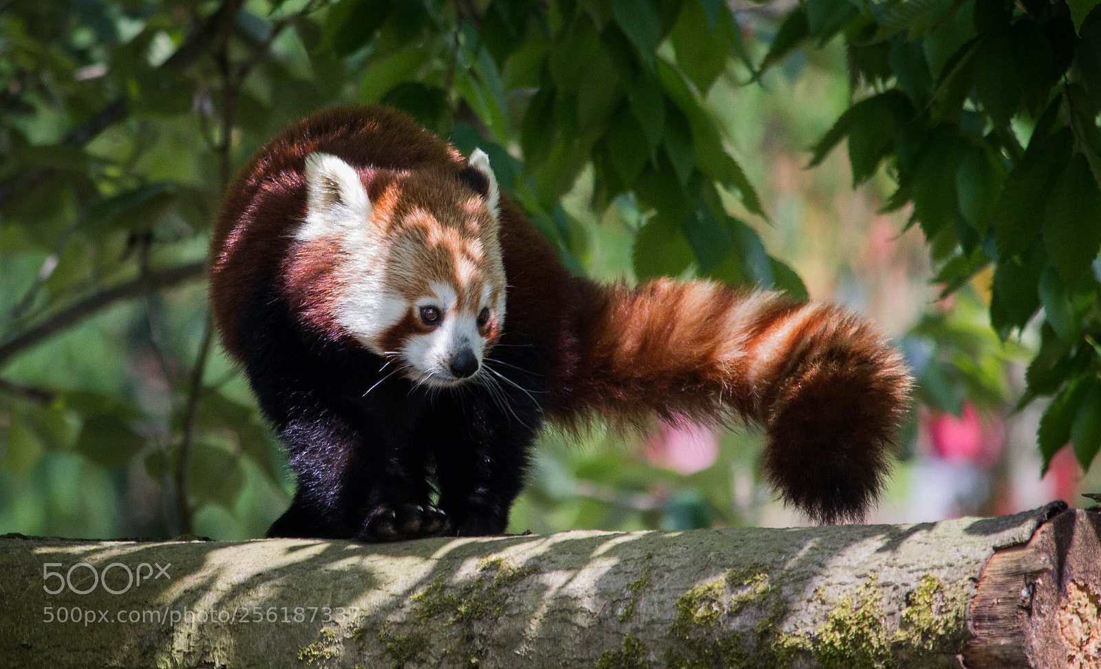 Canon EOS 600D (Rebel EOS T3i / EOS Kiss X5) sample photo. Panda roux photography