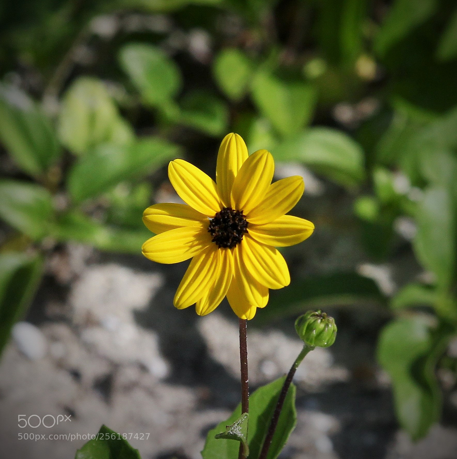 Canon EOS 60D sample photo. Img photography