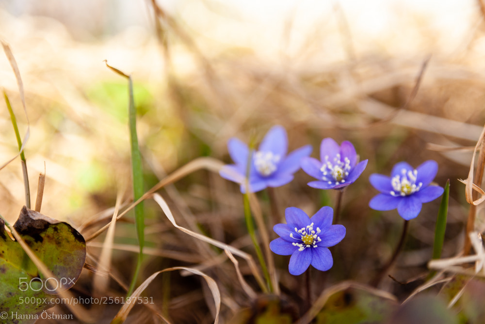 Sony Alpha DSLR-A200 sample photo. Spring flower photography