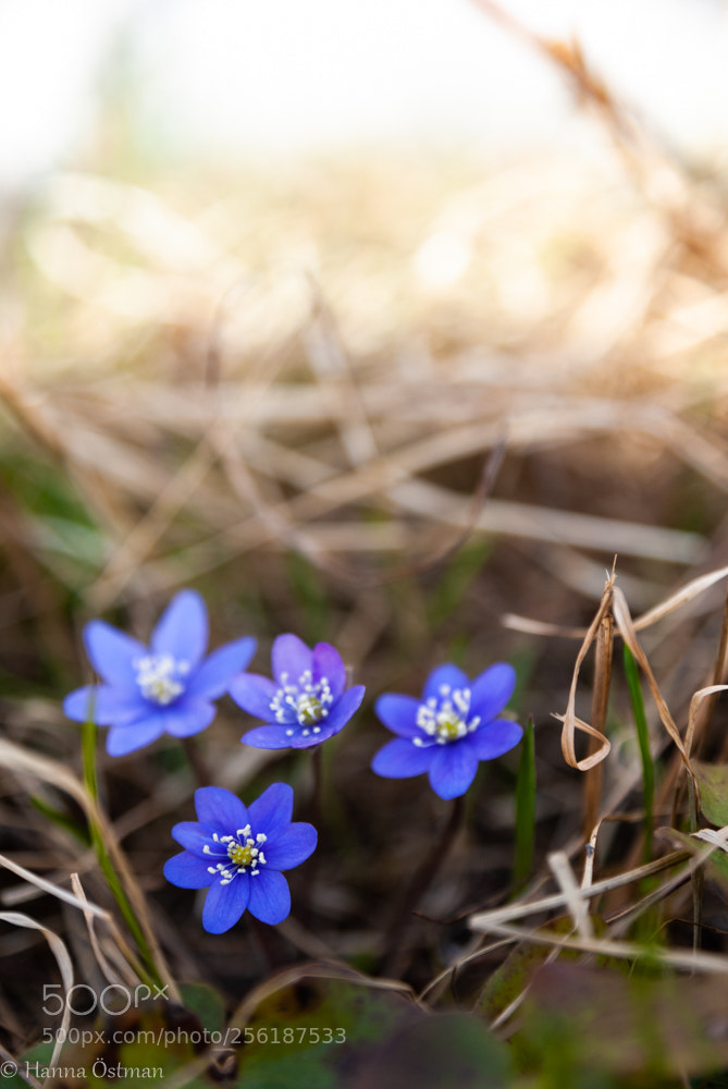 Sony Alpha DSLR-A200 sample photo. Spring photography