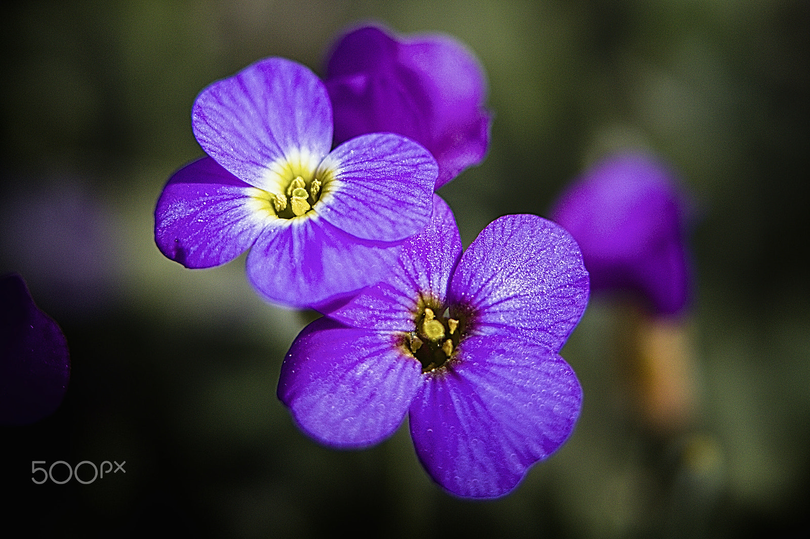 Canon EF 100mm F2.8L Macro IS USM sample photo. Yellow #3 photography