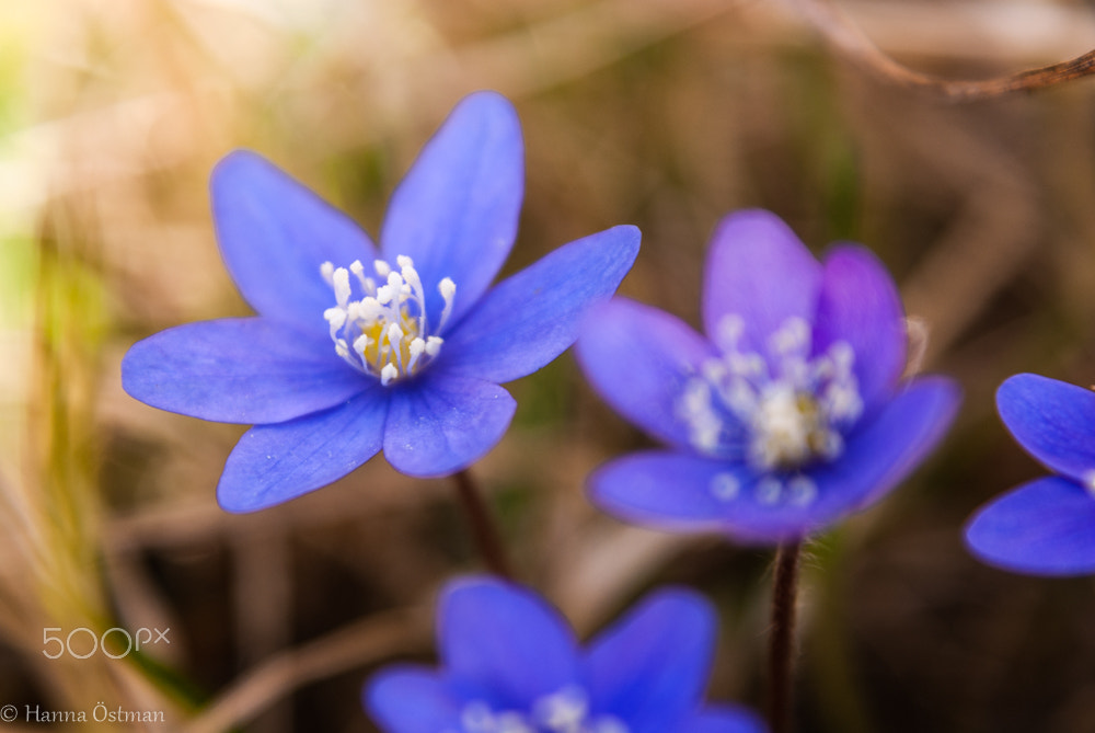 Sony Alpha DSLR-A330 sample photo. Hepatica photography