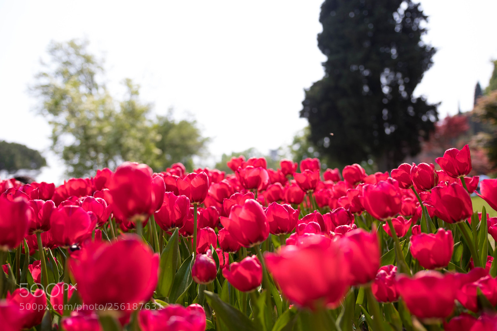 Canon EOS 80D sample photo. Sigurtà+ borghetto photography