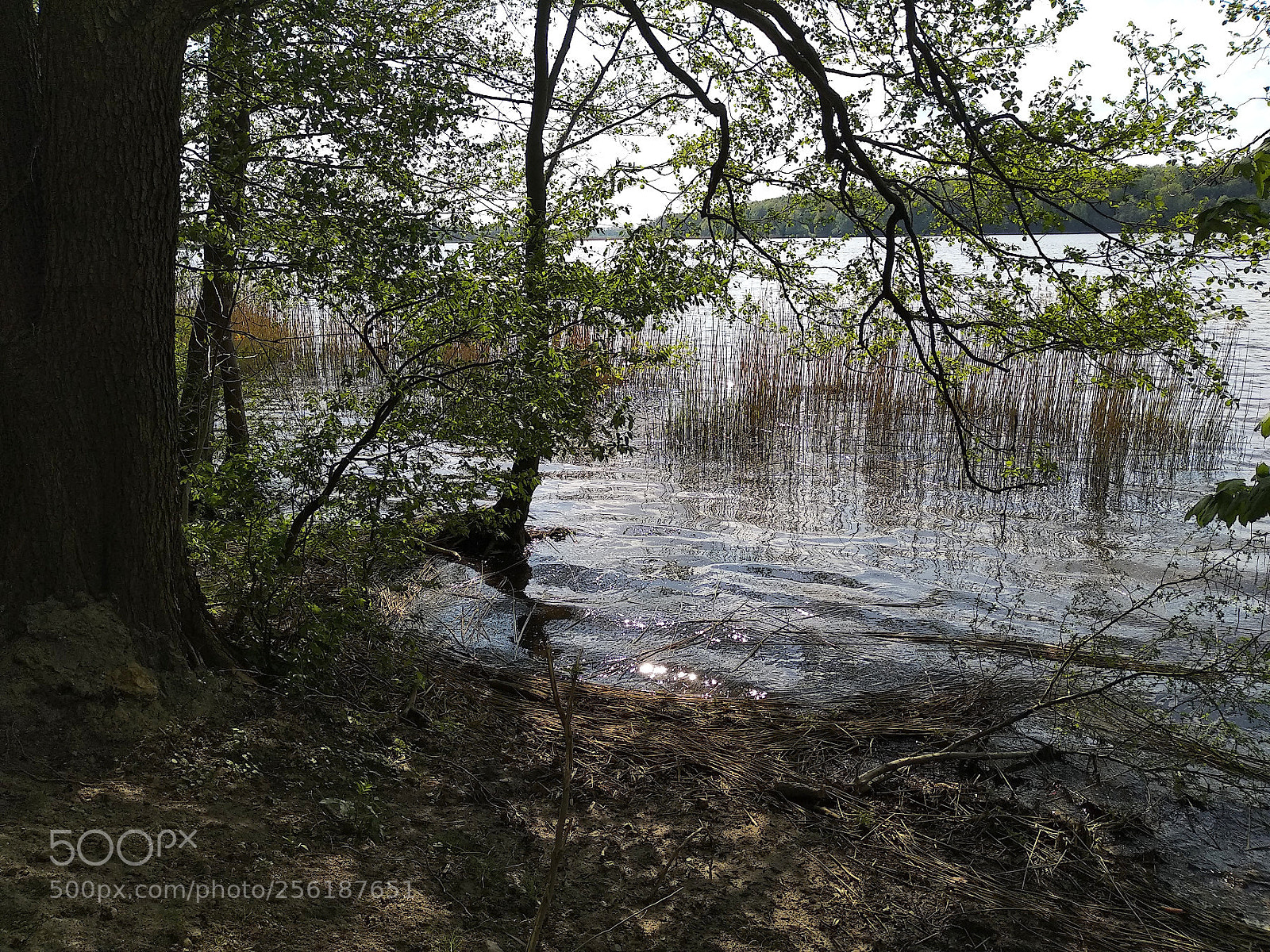 Xiaomi Mi A1 sample photo. Img_20180428_154155.jpg photography