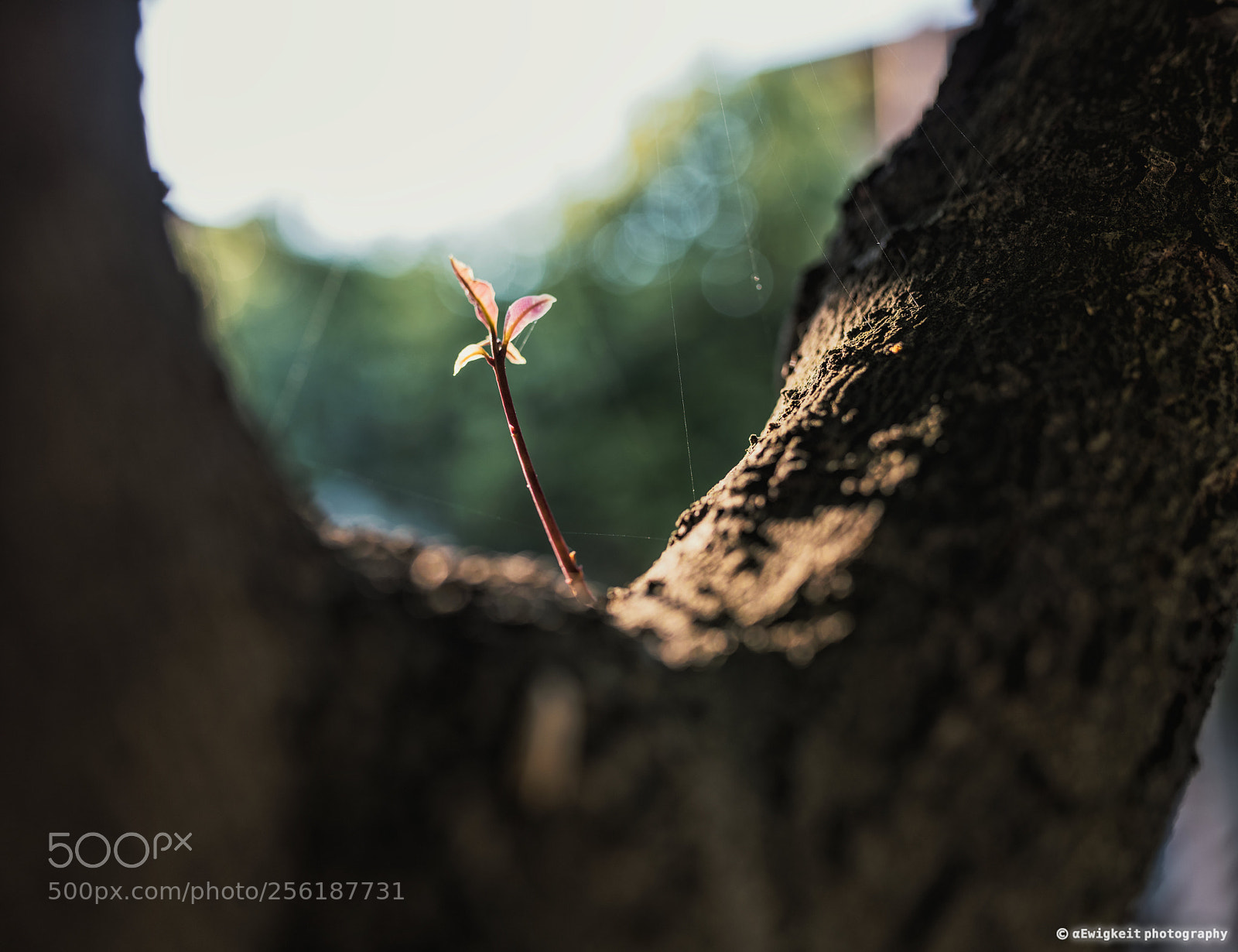 Nikon D850 sample photo. Growing photography