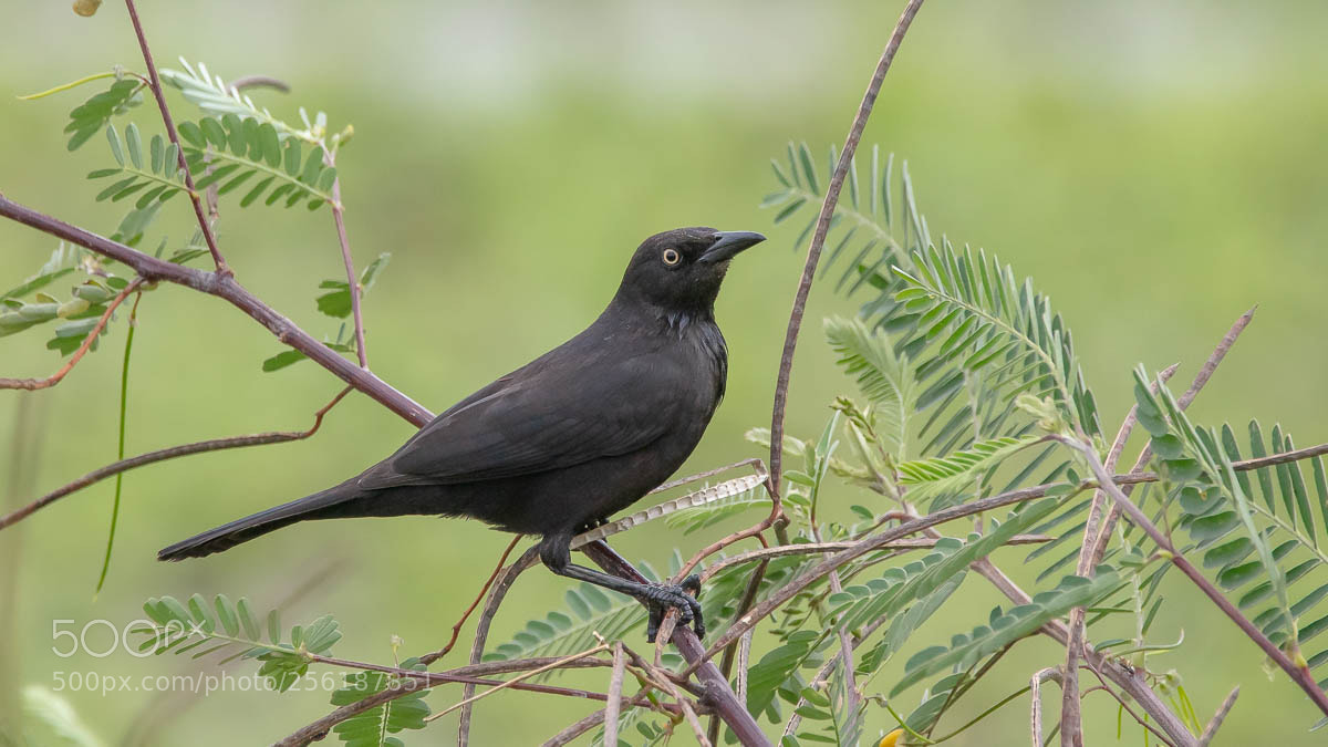 Canon EOS 5DS sample photo. Carib grackle photography
