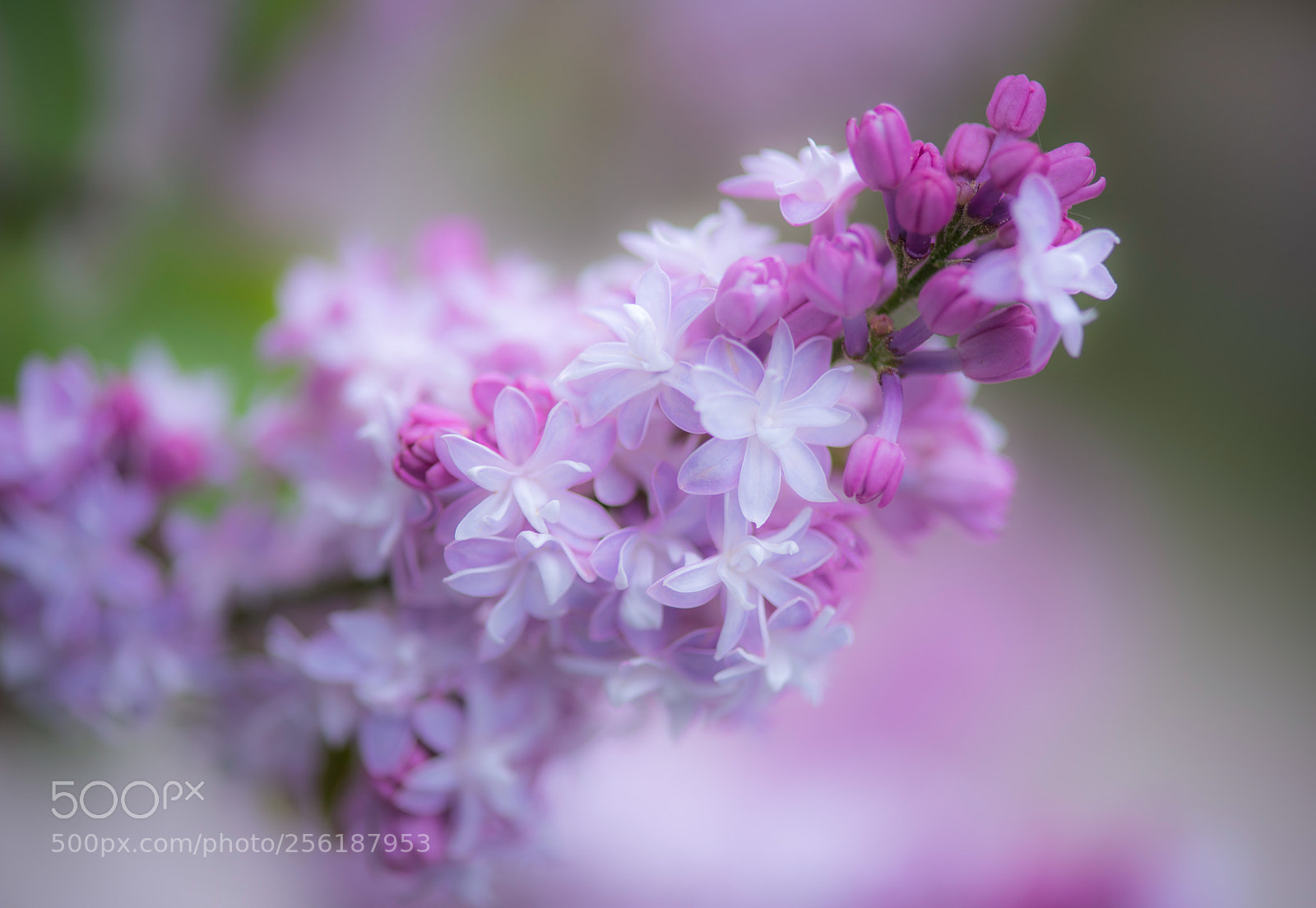 Nikon D750 sample photo. Lilac photography