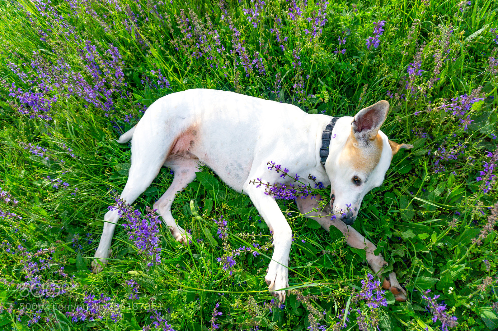 Sony a6000 sample photo. Beautiful white dog laying photography