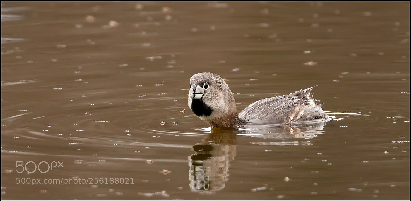 Canon EOS 70D sample photo. Pied-billed grebe photography