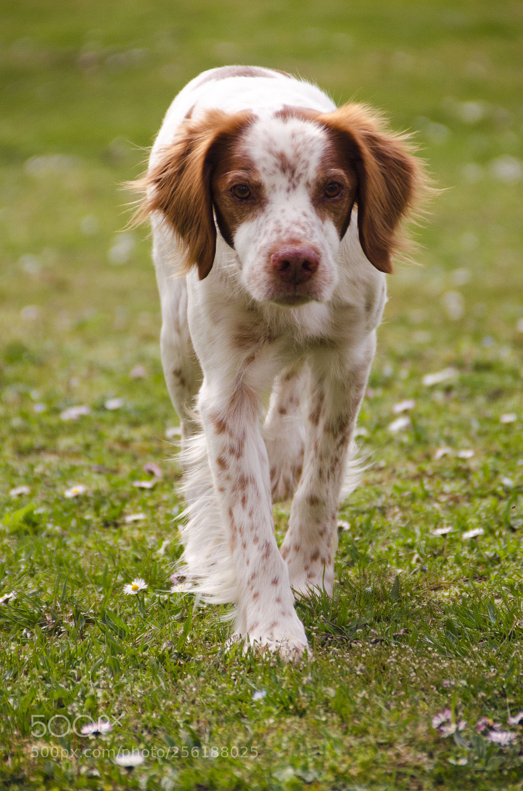 Nikon D5100 sample photo. Brittany spaniel photography