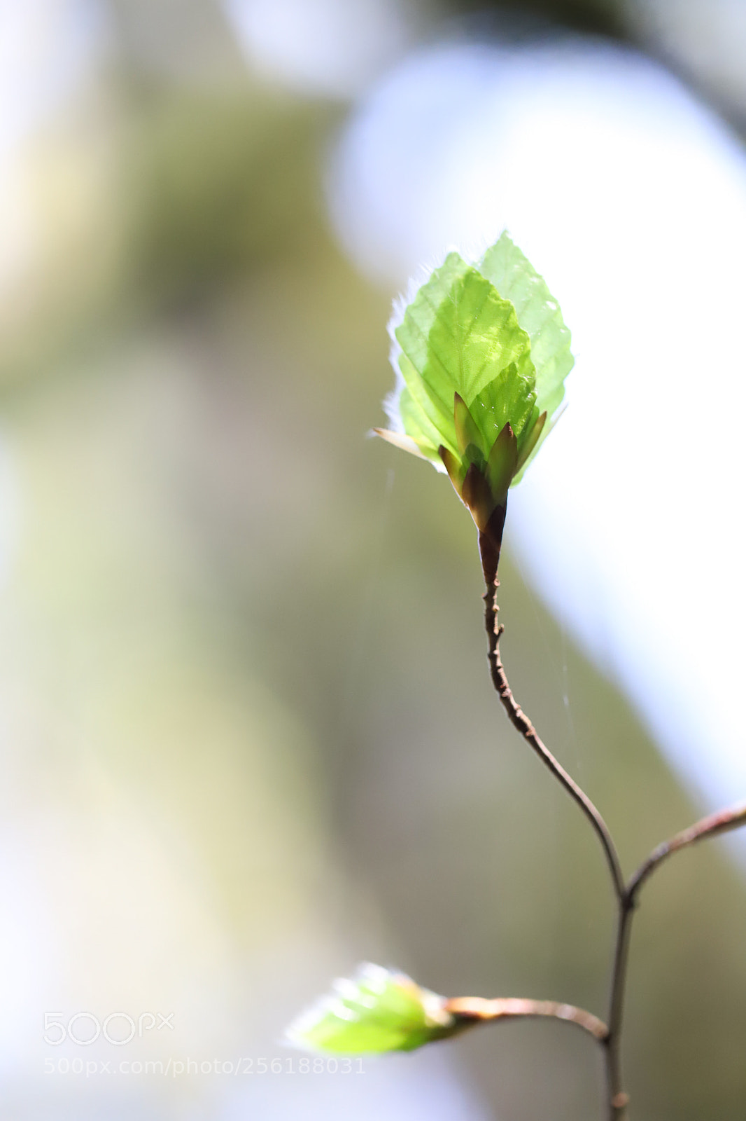 Canon EOS 6D Mark II sample photo. Almost invisible photography