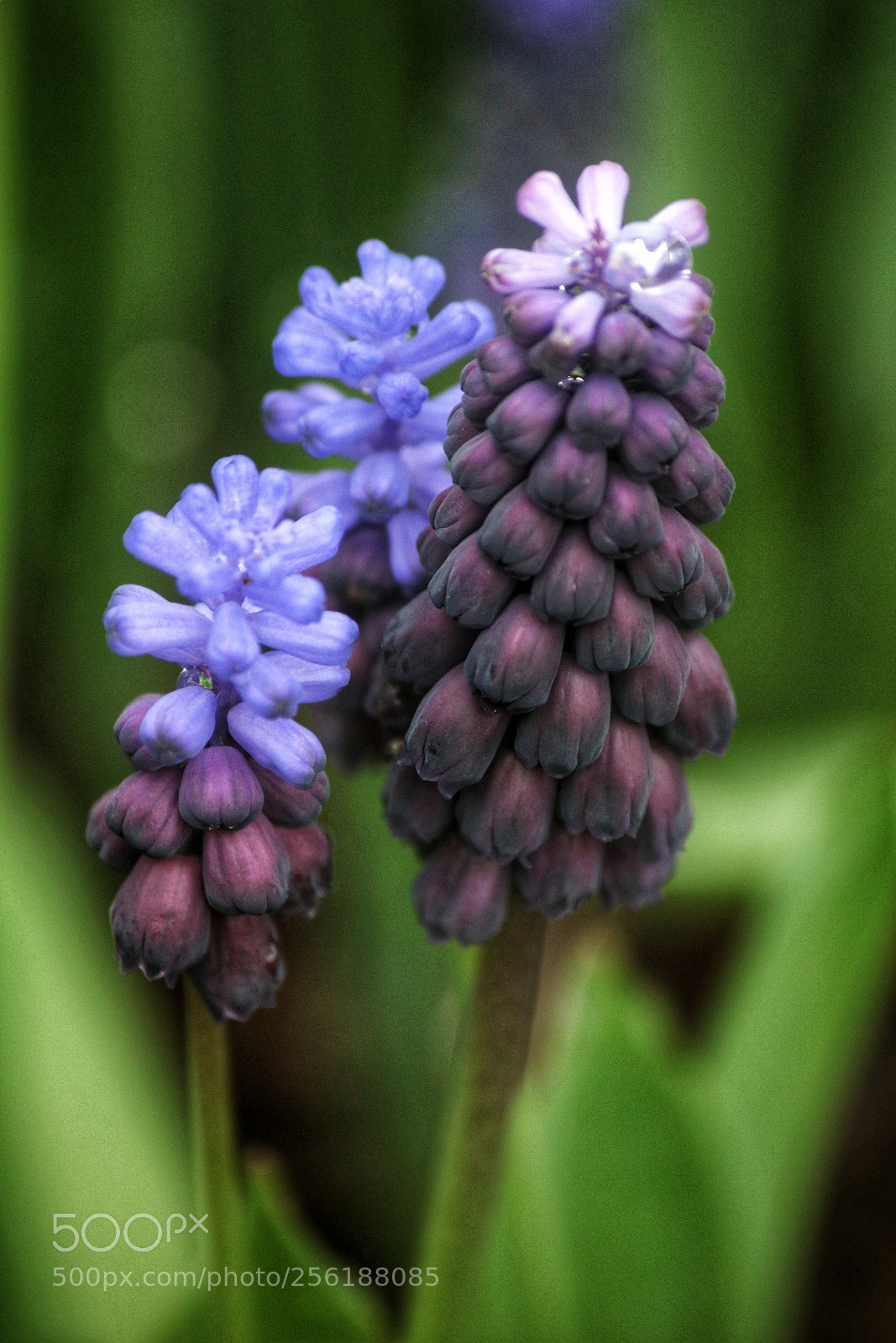 Canon EOS 750D (EOS Rebel T6i / EOS Kiss X8i) sample photo. Shades photography