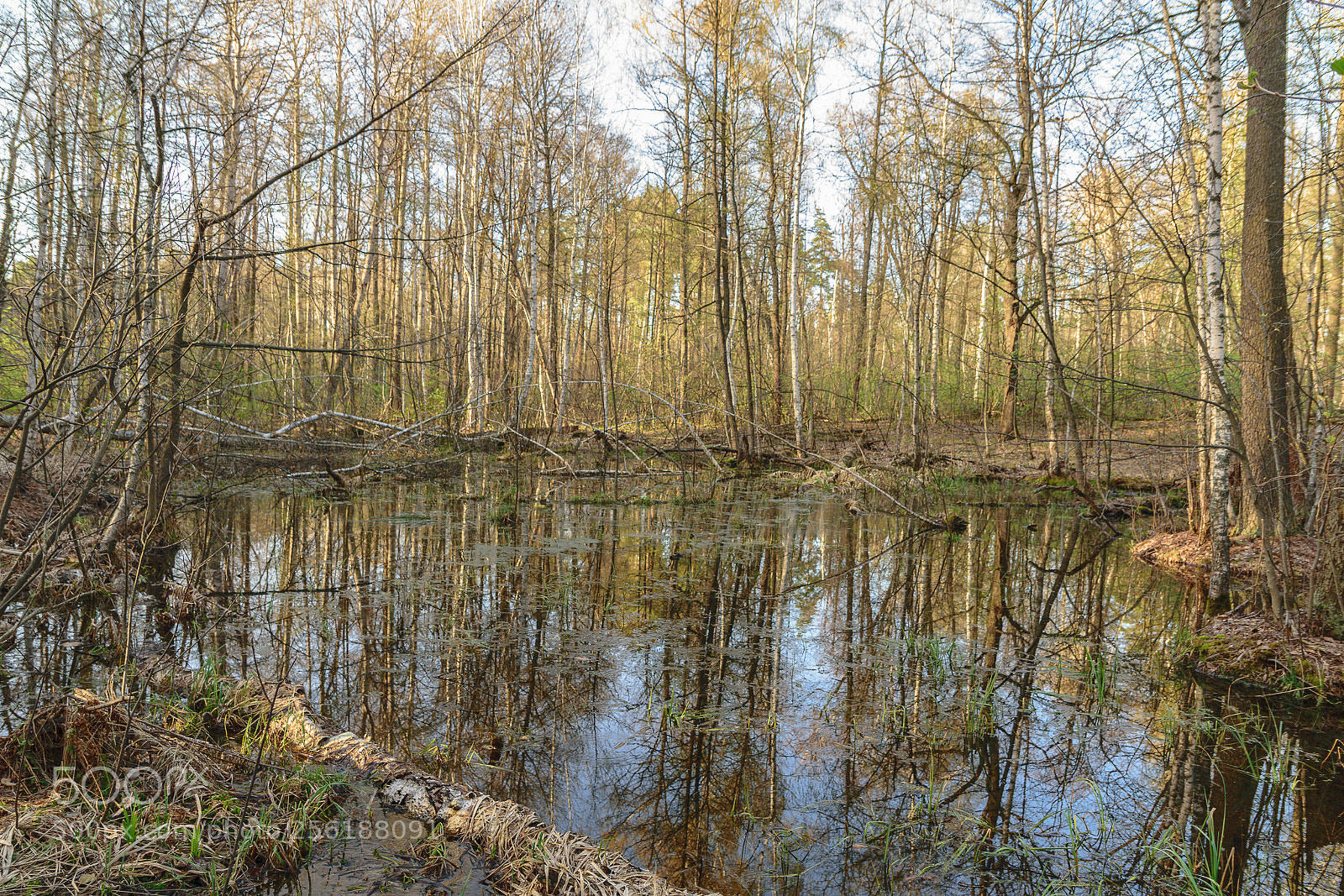 Nikon D5300 sample photo. Усманский бор 8 photography