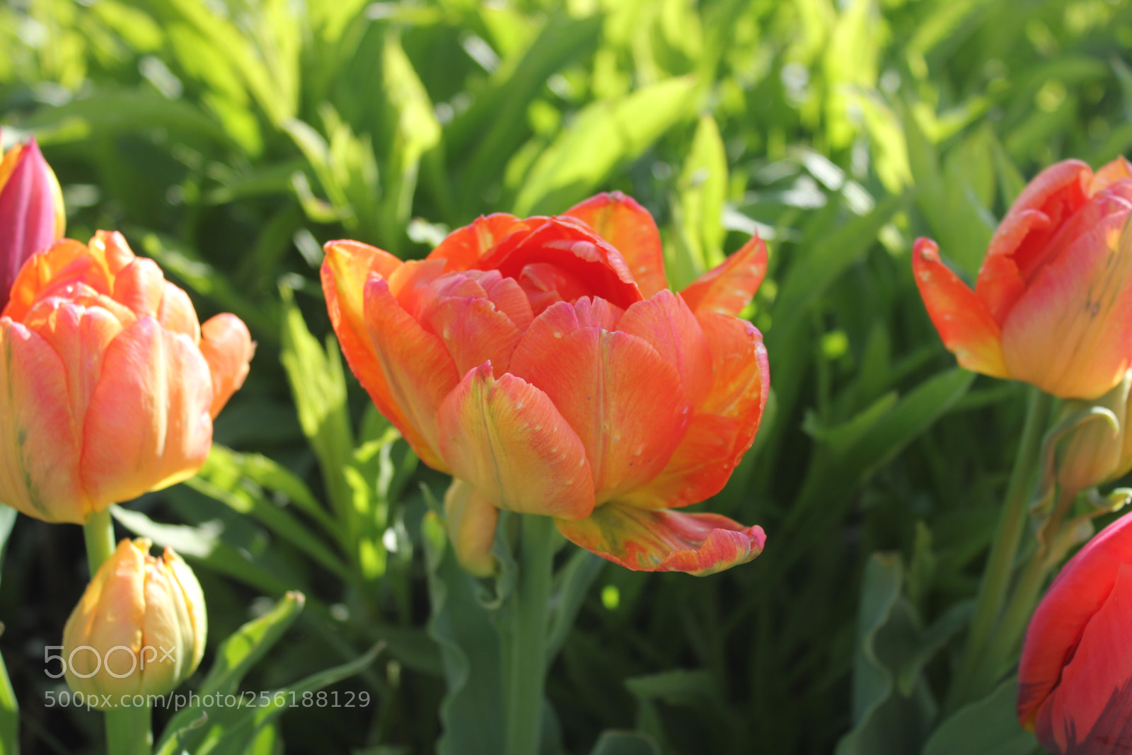 Canon EOS 550D (EOS Rebel T2i / EOS Kiss X4) sample photo. Tulips edward's gardens, toronto photography