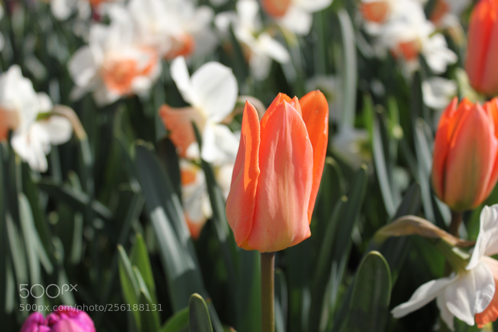 Canon EOS 550D (EOS Rebel T2i / EOS Kiss X4) sample photo. Tulips edward's gardens, toronto photography
