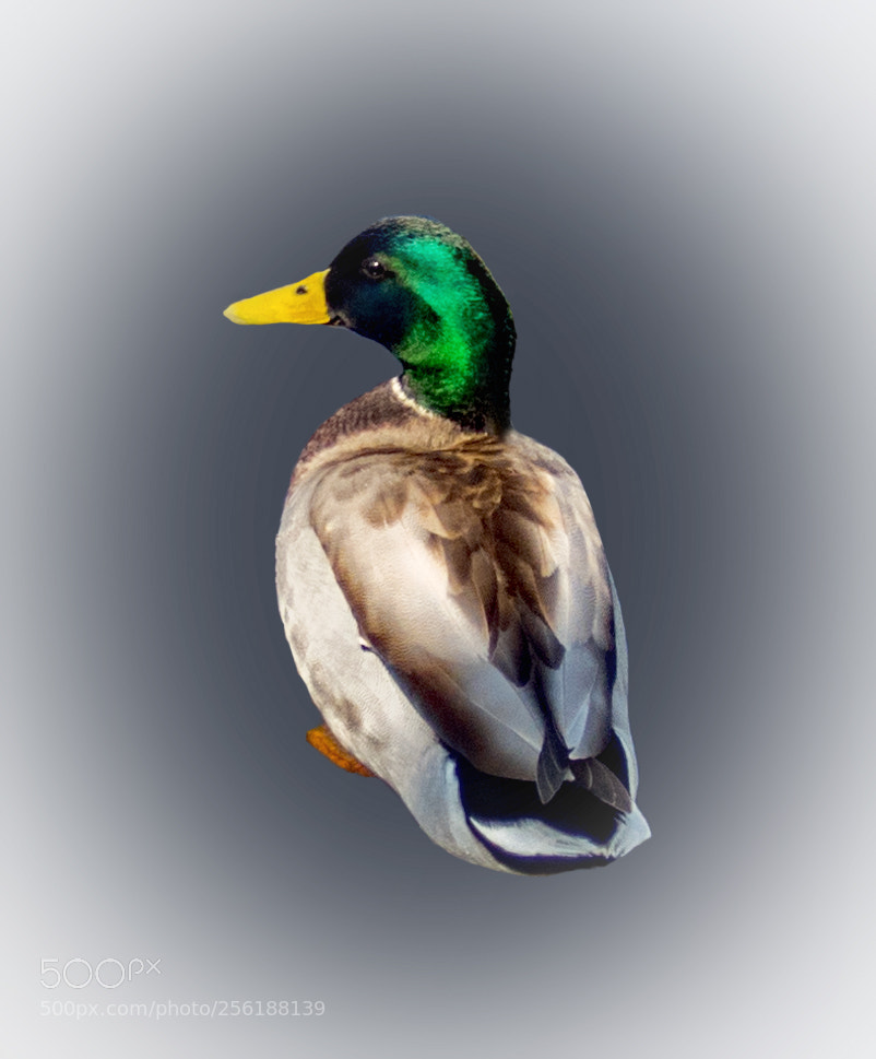 Olympus TG-5 sample photo. Duck portrait photography