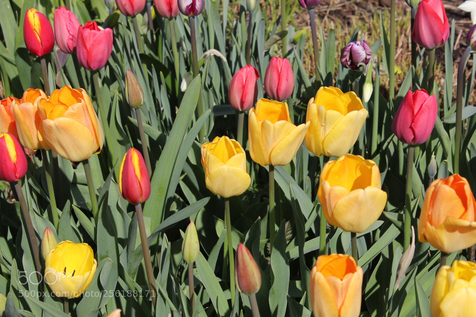 Canon EOS 550D (EOS Rebel T2i / EOS Kiss X4) sample photo. Tulips edward's gardens, toronto photography