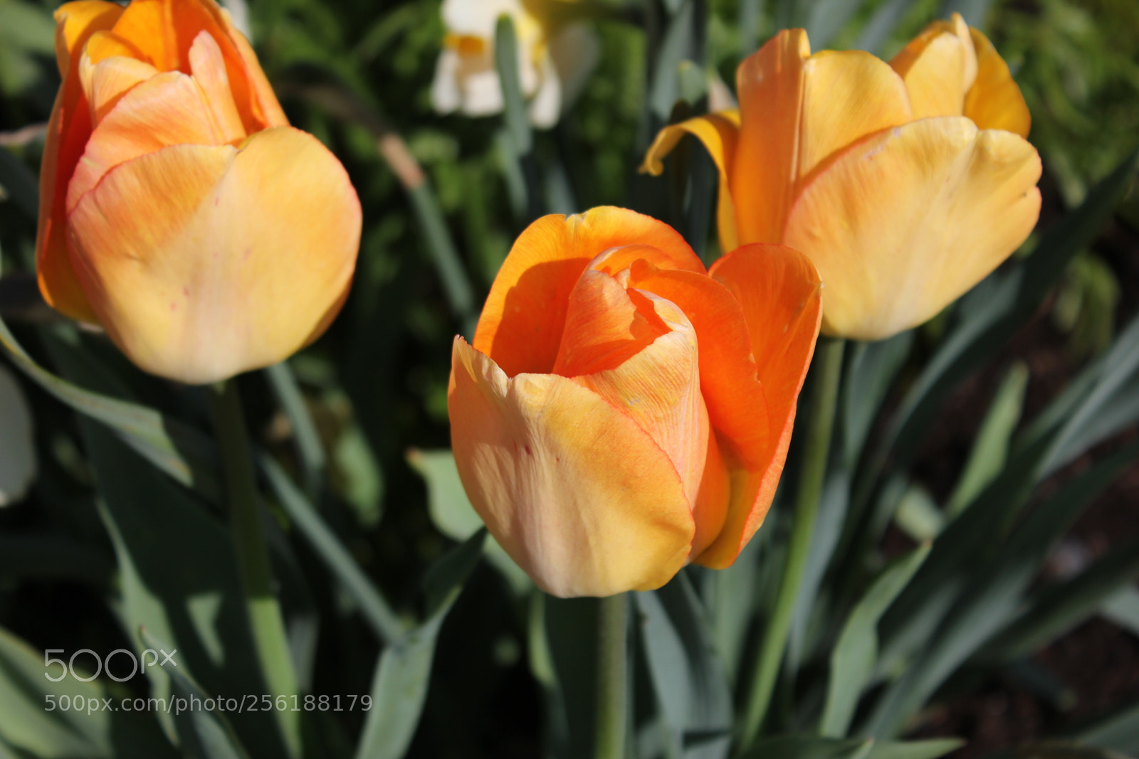 Canon EOS 550D (EOS Rebel T2i / EOS Kiss X4) sample photo. Tulips edward's gardens, toronto photography