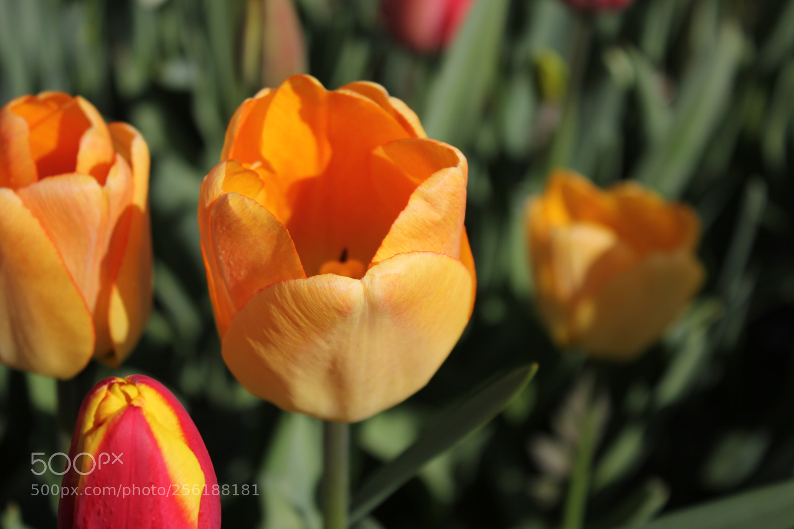 Canon EOS 550D (EOS Rebel T2i / EOS Kiss X4) sample photo. Tulips edward's gardens, toronto photography