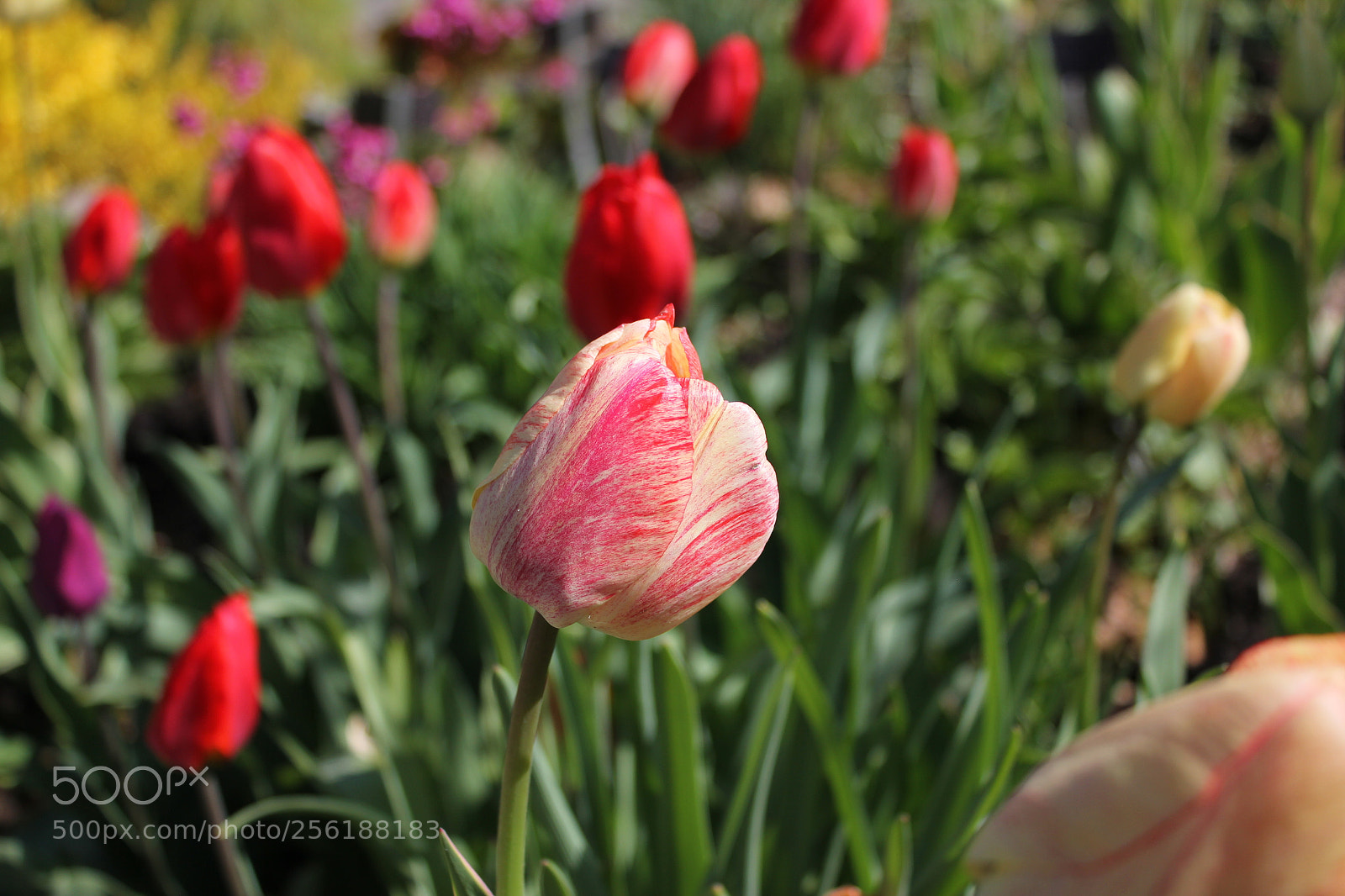 Canon EOS 550D (EOS Rebel T2i / EOS Kiss X4) sample photo. Tulips edward's gardens, toronto photography