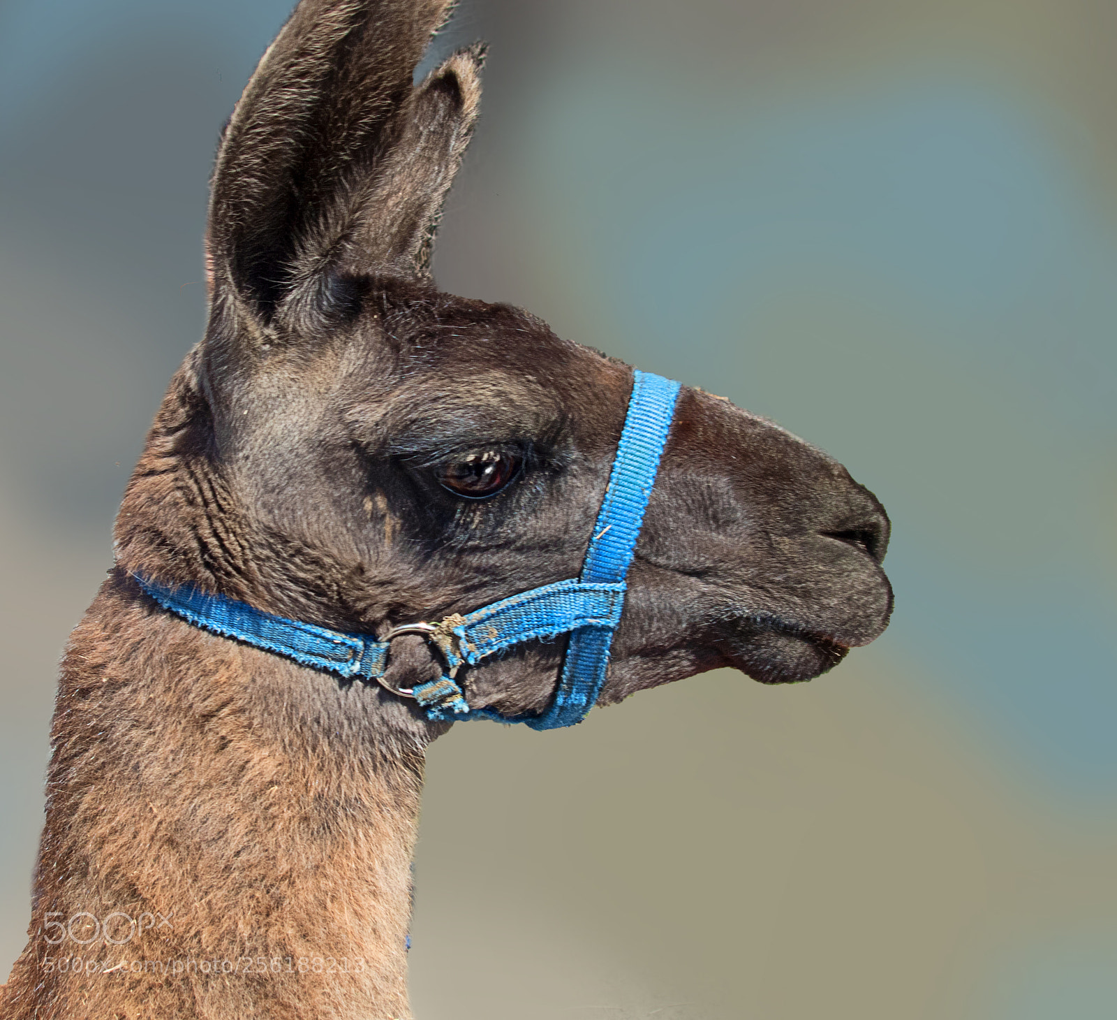 Olympus TG-5 sample photo. Llama photography