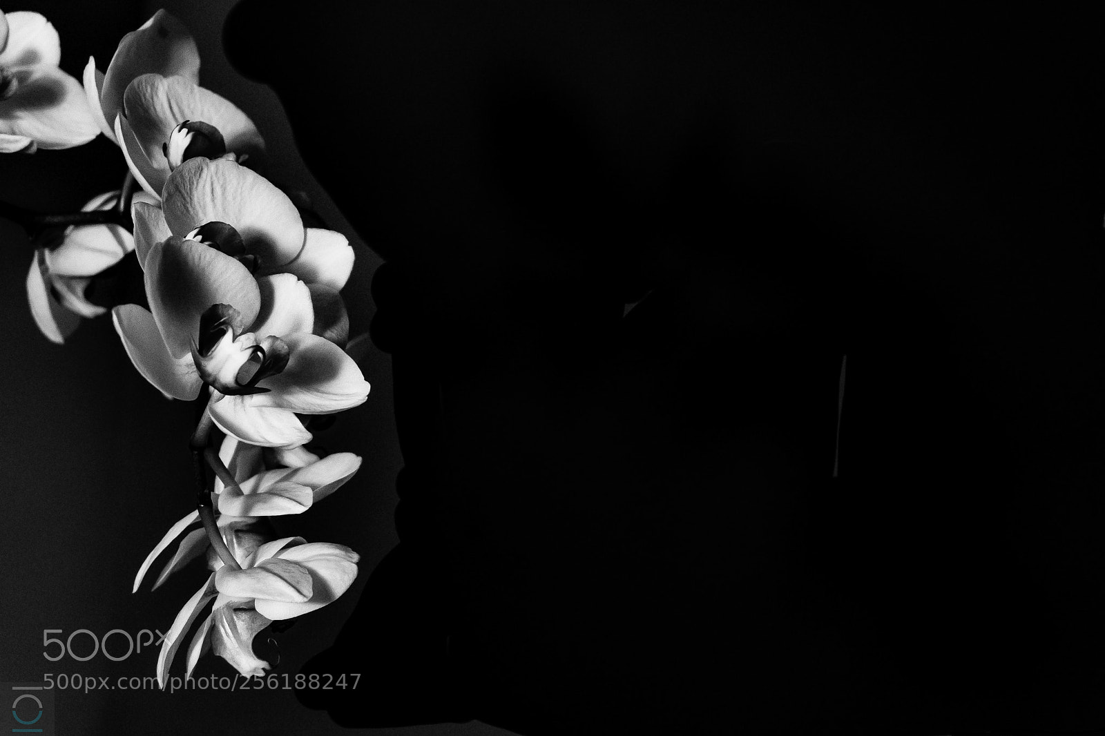 Sony a6000 sample photo. Hanging orchid mono photography