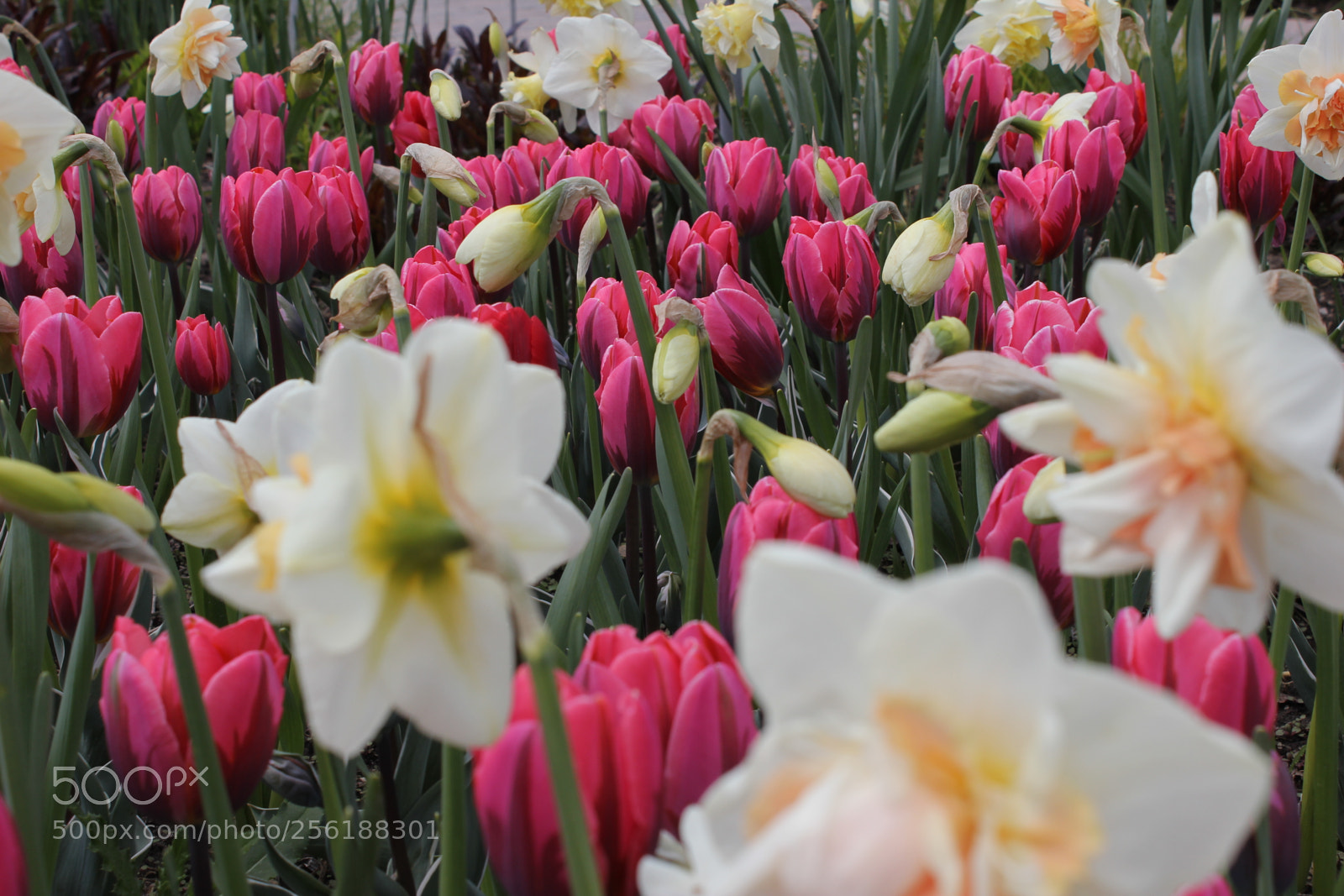 Canon EOS 550D (EOS Rebel T2i / EOS Kiss X4) sample photo. Tulips edward's gardens, toronto photography
