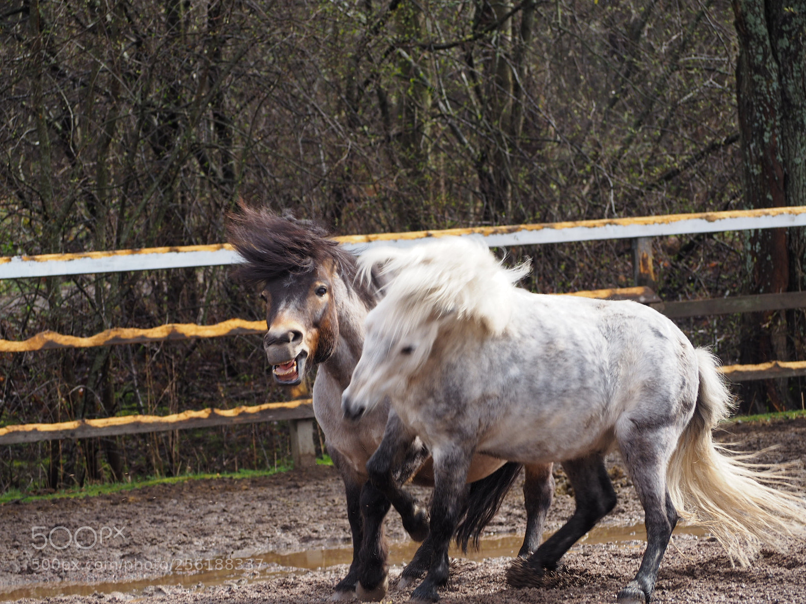 Olympus OM-D E-M10 II sample photo. Ponys playing photography