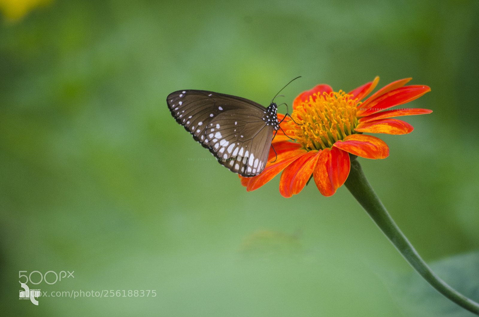 Nikon D7000 sample photo. Euploea core, the common photography