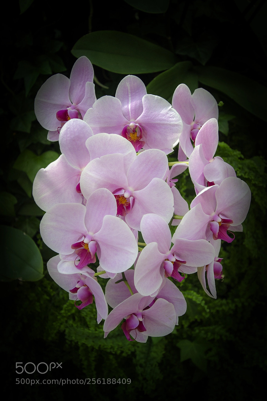 Nikon D5100 sample photo. Femininity, grace, and joy photography