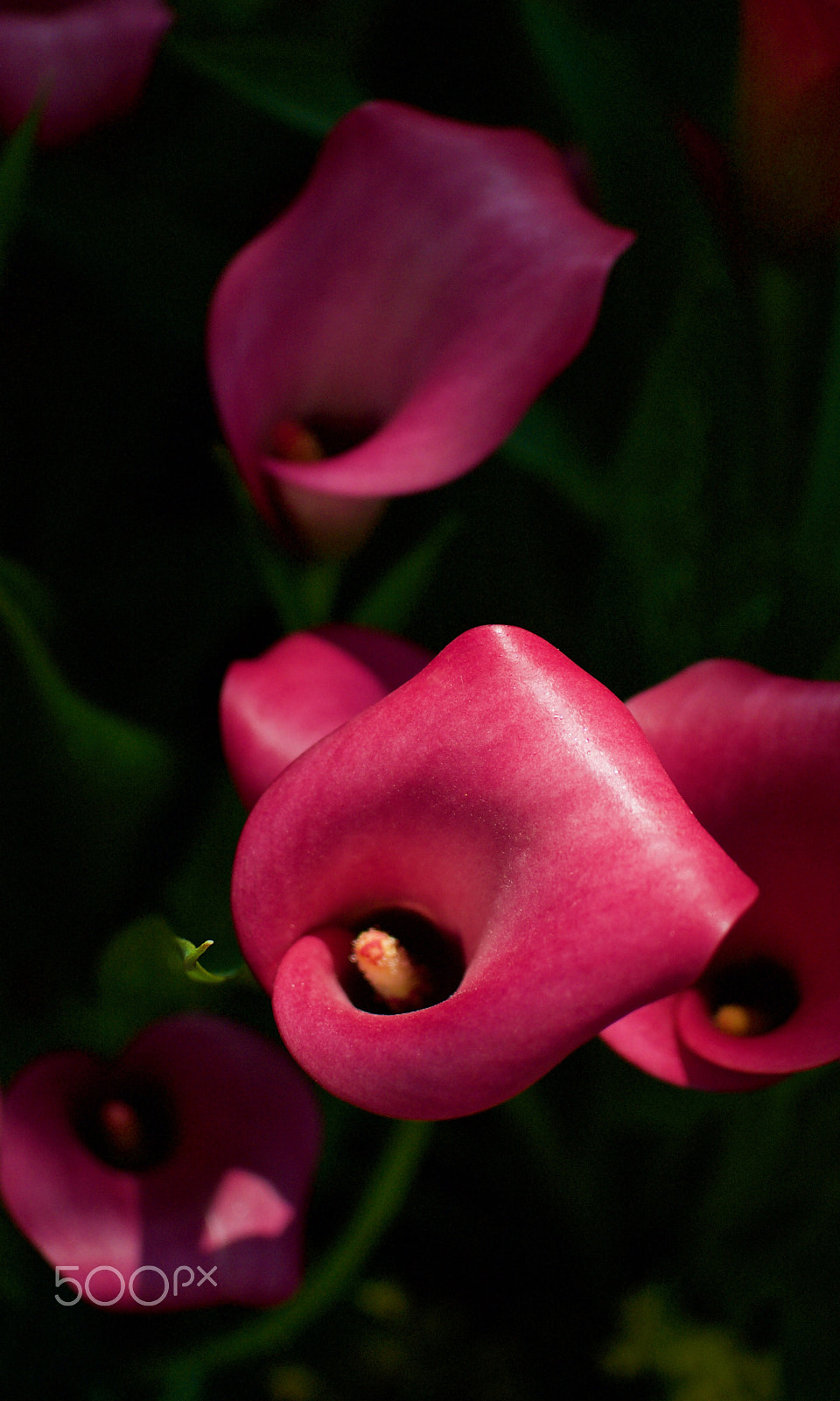 Nikon 1 J2 sample photo. Calla lilies photography