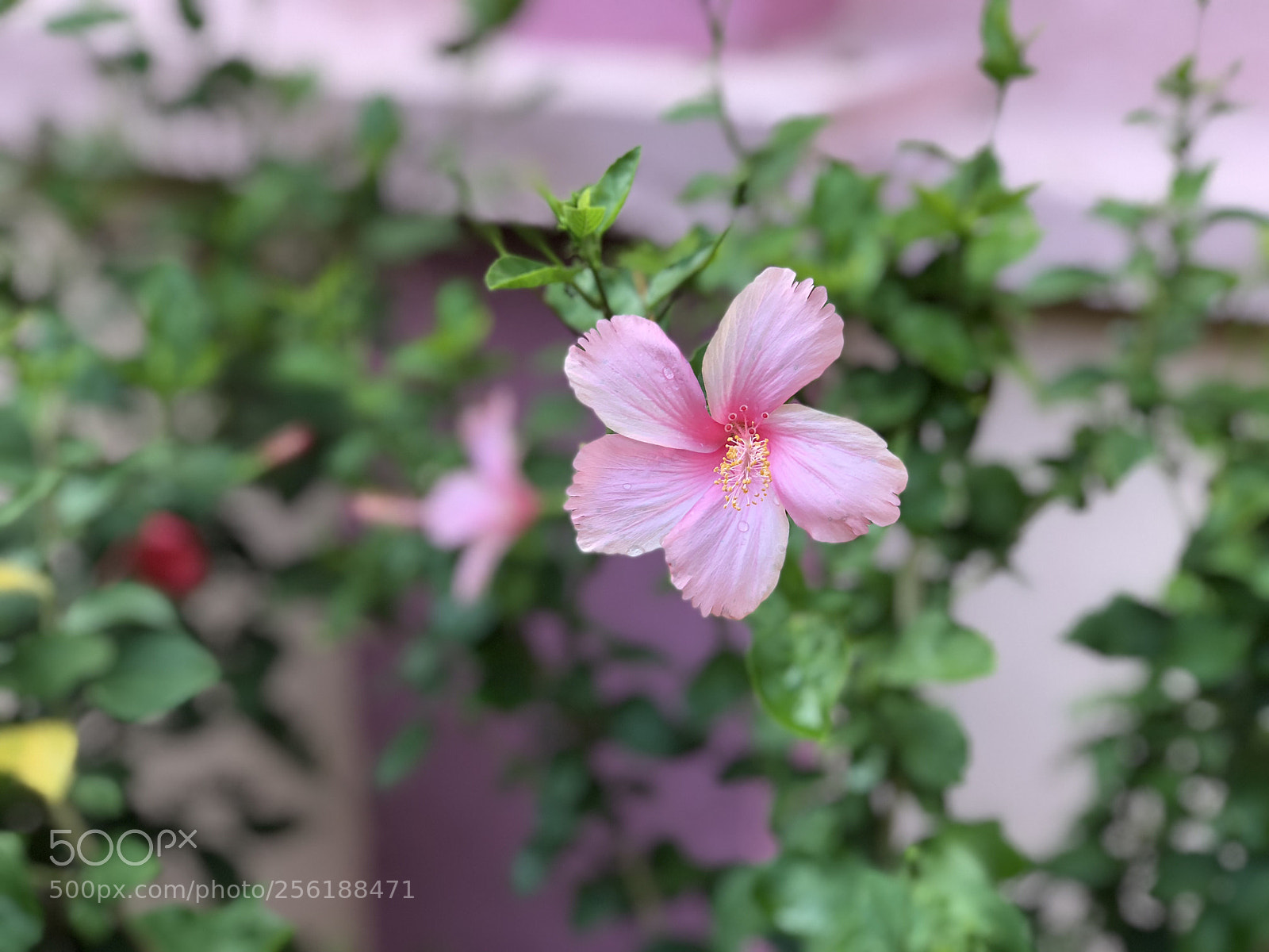 Apple iPhone 8 Plus sample photo. Focus hibiscus series pink photography