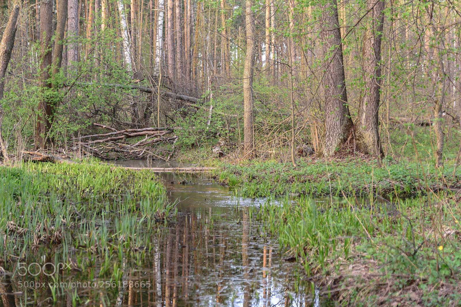 Nikon D5300 sample photo. Усманский бор 9 photography