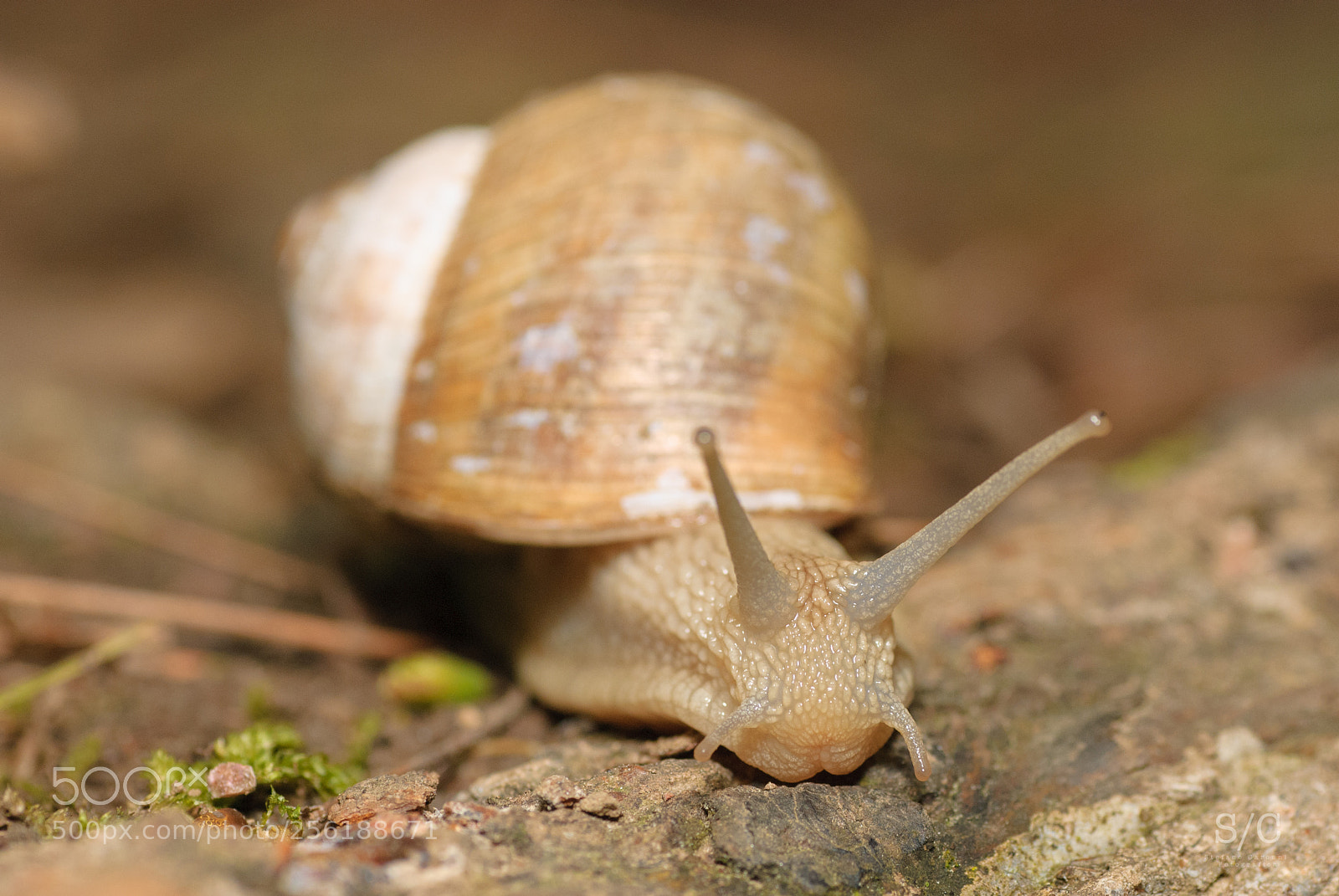 Nikon D80 sample photo. Snail #3 photography