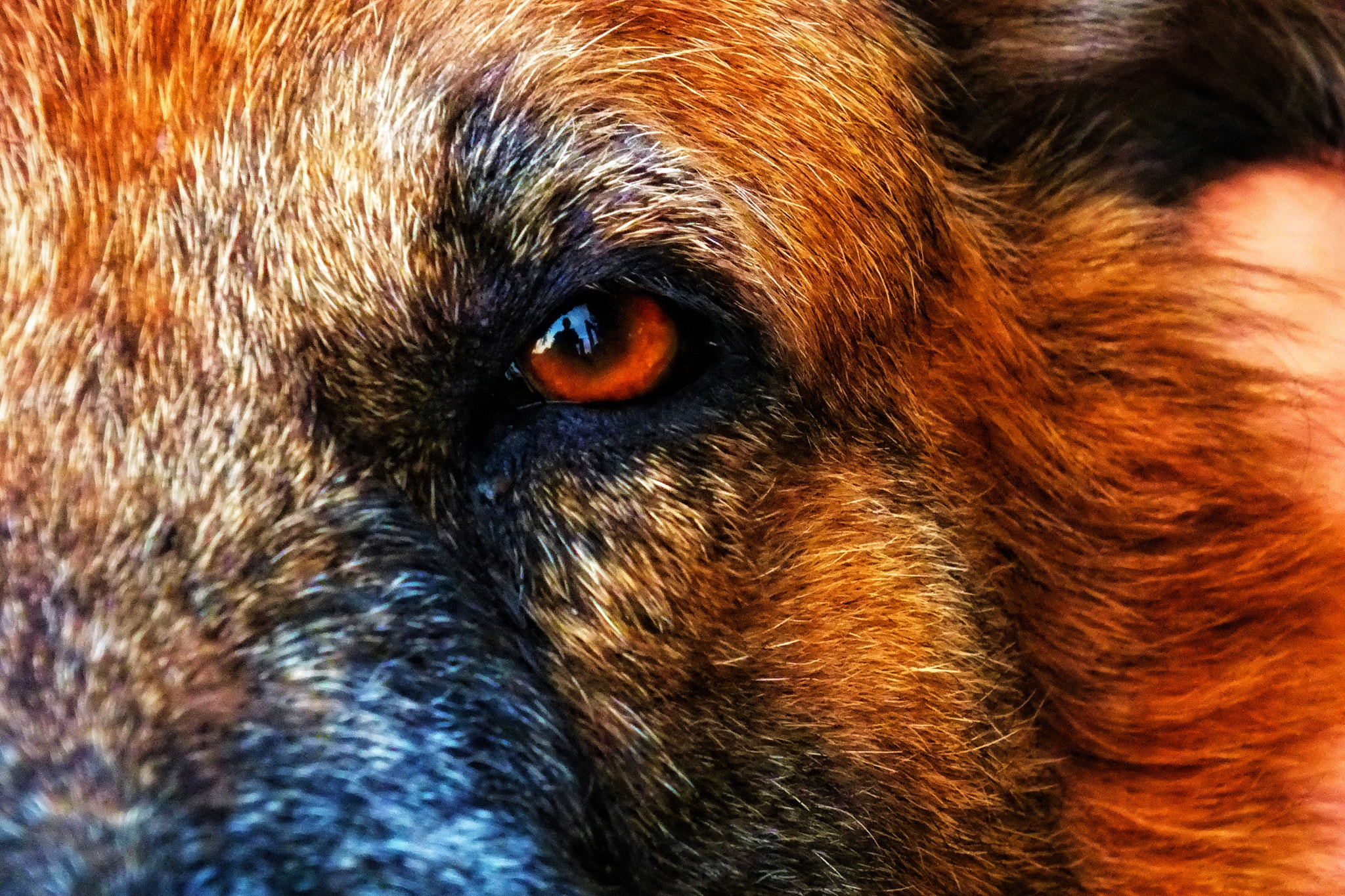 FujiFilm FinePix HS20 EXR (FinePix HS22 EXR) sample photo. A man's best friend... photography
