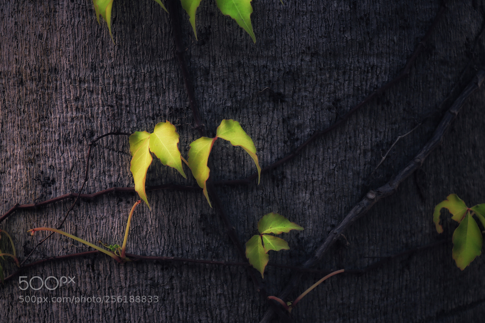 Canon EOS 80D sample photo. Leaf photography