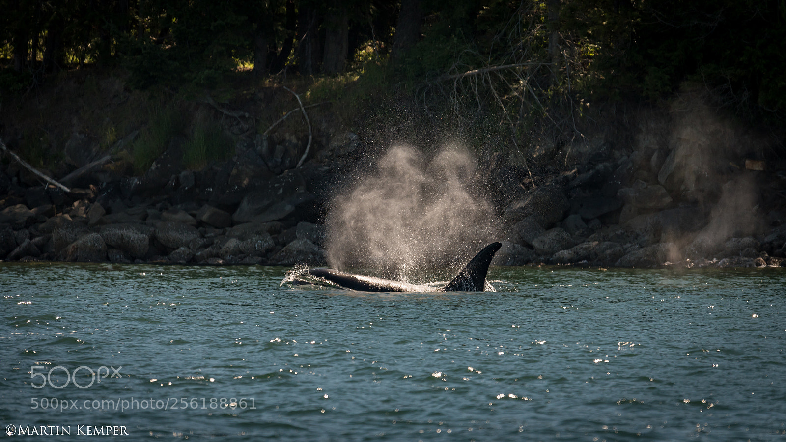 Nikon D750 sample photo. Transient orca photography